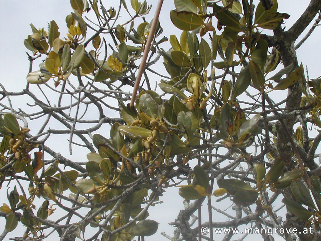 Rhizophora stylosa fruits